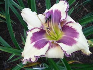 VIOLET PRISIM